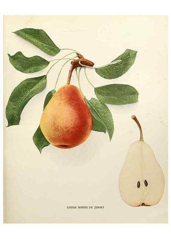 Reproducción/Reproduction 29504497723: The pears of New York.. Albany,Lyon,1921.