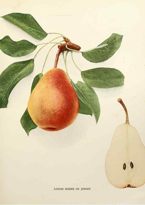 Reproducción/Reproduction 29504497723: The pears of New York.. Albany,Lyon,1921.