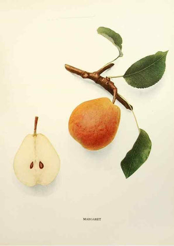 Reproducción/Reproduction 30098377226: The pears of New York.. Albany,Lyon,1921.
