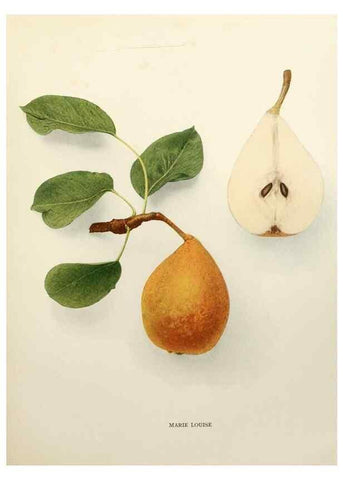 Reproducción/Reproduction 30018791762: The pears of New York.. Albany,Lyon,1921.