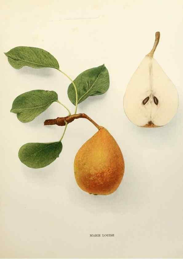 Reproducción/Reproduction 30018791762: The pears of New York.. Albany,Lyon,1921.