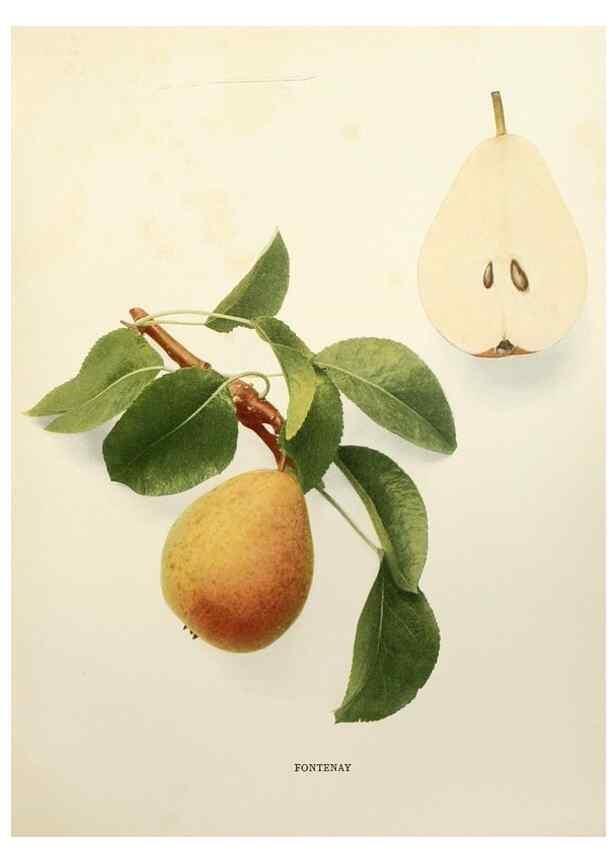 Reproducción/Reproduction 30049070071: The pears of New York.. Albany,Lyon,1921.