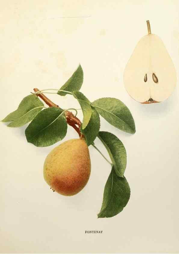 Reproducción/Reproduction 30049070071: The pears of New York.. Albany,Lyon,1921.