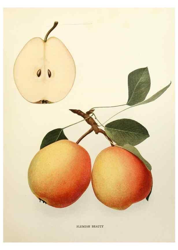 Reproducción/Reproduction 29504954574: The pears of New York.. Albany,Lyon,1921.