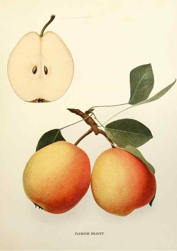 Reproducción/Reproduction 29504954574: The pears of New York.. Albany,Lyon,1921.