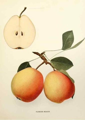 Reproducción/Reproduction 29504954574: The pears of New York.. Albany,Lyon,1921.