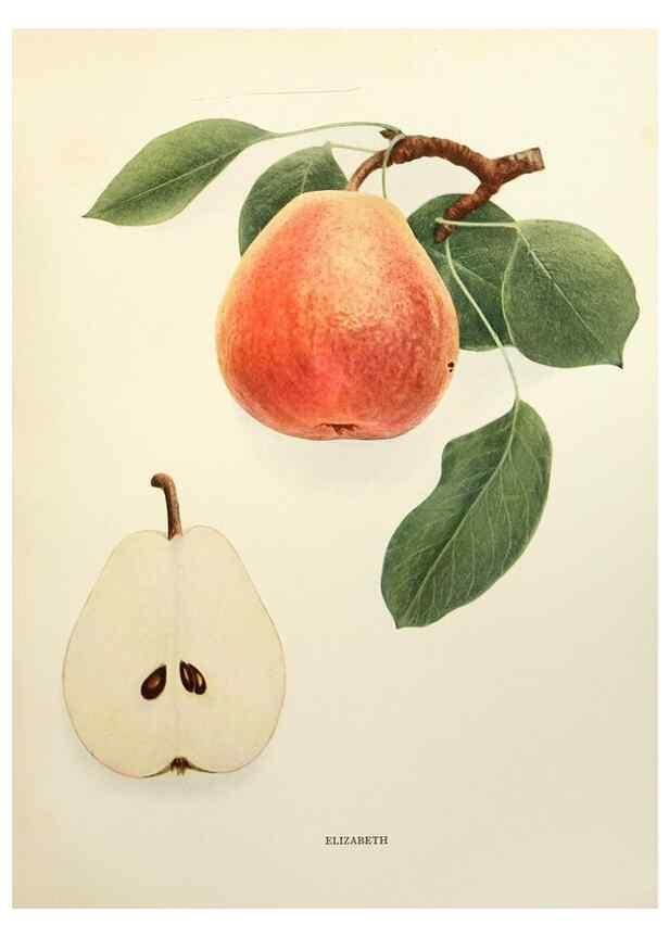 Reproducción/Reproduction 30018753892: The pears of New York.. Albany,Lyon,1921.