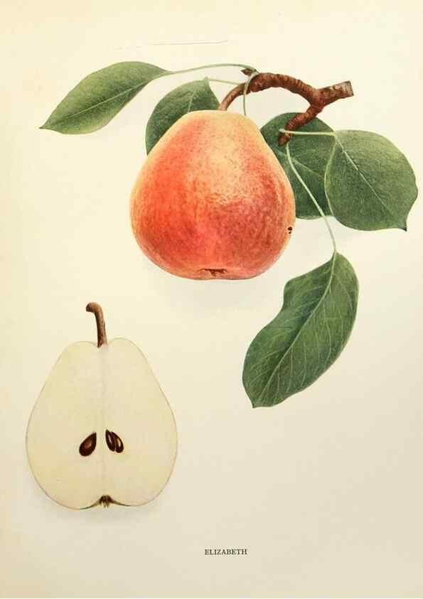 Reproducción/Reproduction 30018753892: The pears of New York.. Albany,Lyon,1921.