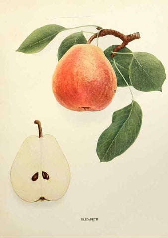 Reproducción/Reproduction 30018753892: The pears of New York.. Albany,Lyon,1921.