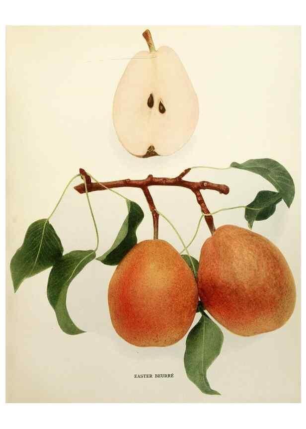 Reproducción/Reproduction 30049063761: The pears of New York.. Albany,Lyon,1921.