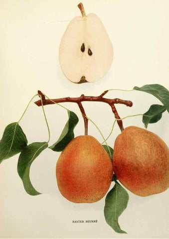 Reproducción/Reproduction 30049063761: The pears of New York.. Albany,Lyon,1921.