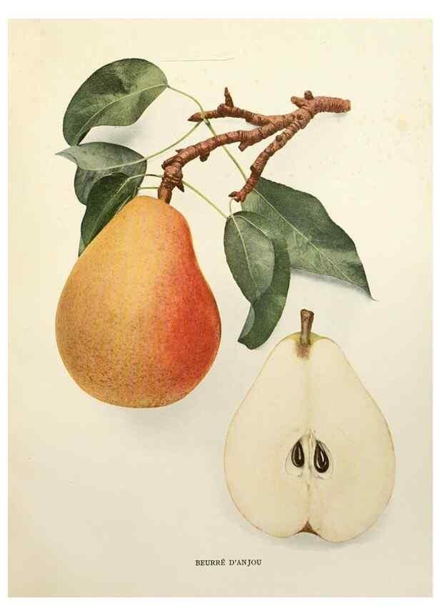Reproducción/Reproduction 30049025391: The pears of New York.. Albany,Lyon,1921.