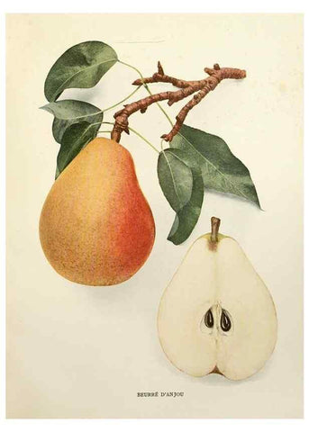 Reproducción/Reproduction 30049025391: The pears of New York.. Albany,Lyon,1921.