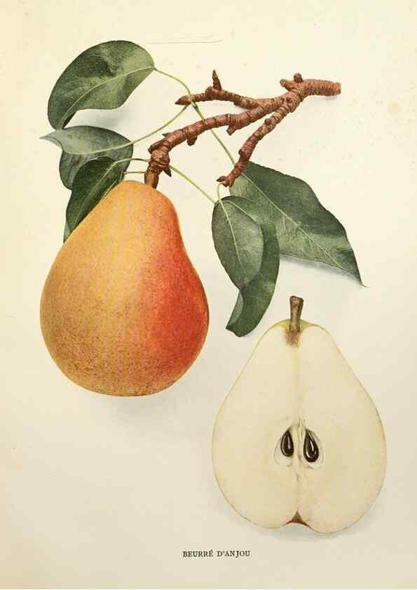 Reproducción/Reproduction 30049025391: The pears of New York.. Albany,Lyon,1921.
