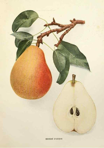 Reproducción/Reproduction 30049025391: The pears of New York.. Albany,Lyon,1921.