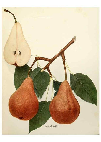 Reproducción/Reproduction 30049029321: The pears of New York.. Albany,Lyon,1921.