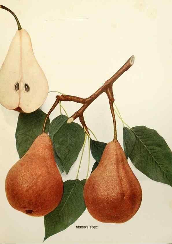 Reproducción/Reproduction 30049029321: The pears of New York.. Albany,Lyon,1921.