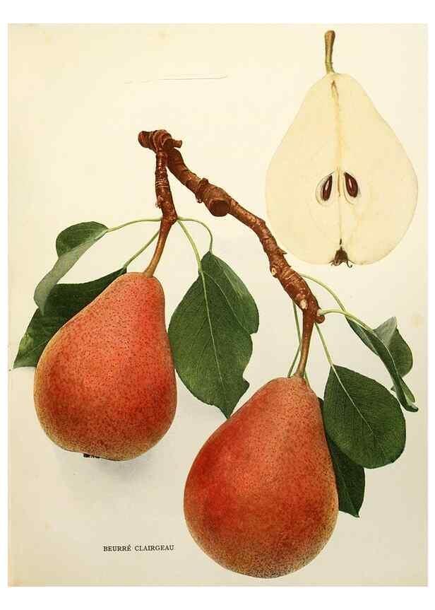 Reproducción/Reproduction 29837877430: The pears of New York.. Albany,Lyon,1921.