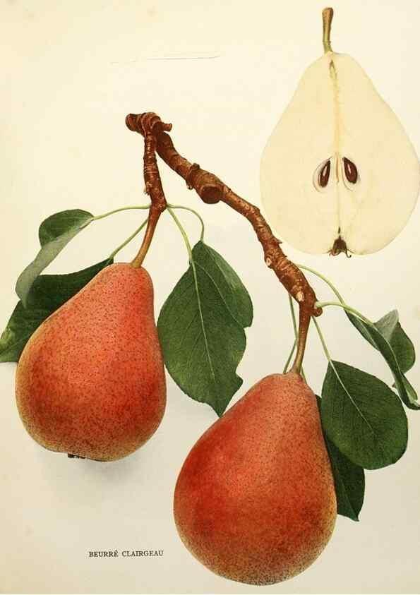 Reproducción/Reproduction 29837877430: The pears of New York.. Albany,Lyon,1921.