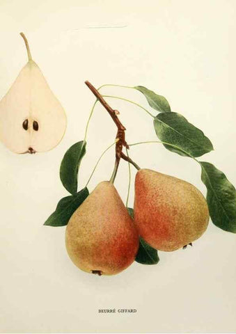 Reproducción/Reproduction 29504427503: The pears of New York.. Albany,Lyon,1921.
