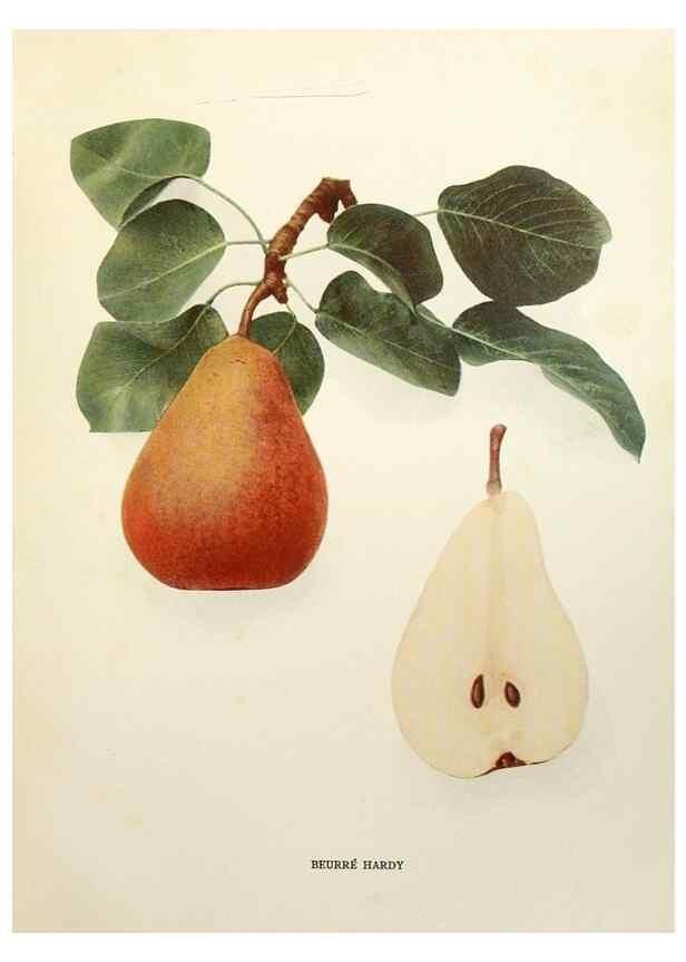 Reproducción/Reproduction 29837881640: The pears of New York.. Albany,Lyon,1921.