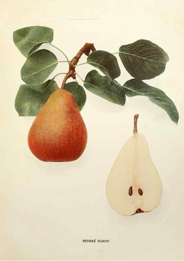 Reproducción/Reproduction 29837881640: The pears of New York.. Albany,Lyon,1921.