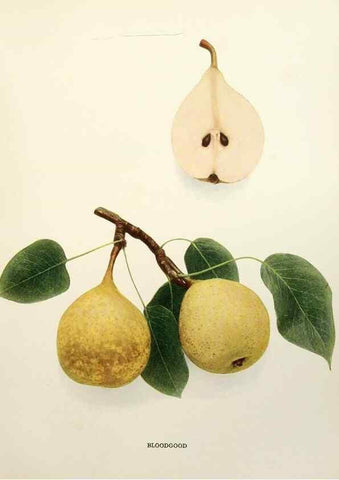 Reproducción/Reproduction 29504907534: The pears of New York.. Albany,Lyon,1921.