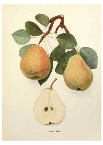 Reproducción/Reproduction 29504909944: The pears of New York.. Albany,Lyon,1921.