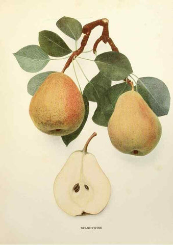 Reproducción/Reproduction 29504909944: The pears of New York.. Albany,Lyon,1921.