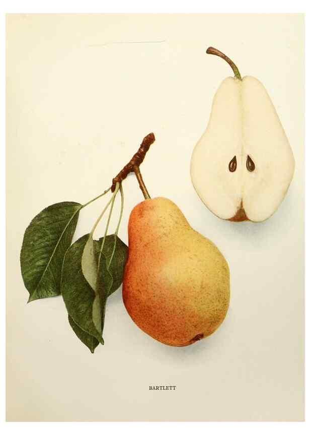 Reproducción/Reproduction 29837868280: The pears of New York.. Albany,Lyon,1921.