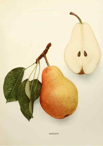 Reproducción/Reproduction 29837868280: The pears of New York.. Albany,Lyon,1921.