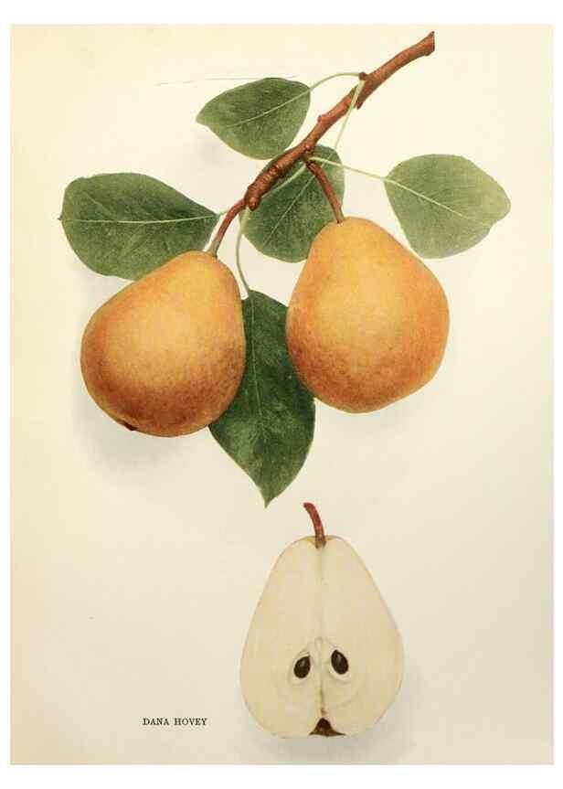 Reproducción/Reproduction 29504445533: The pears of New York.. Albany,Lyon,1921.