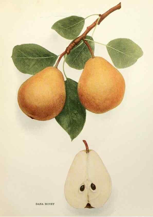 Reproducción/Reproduction 29504445533: The pears of New York.. Albany,Lyon,1921.