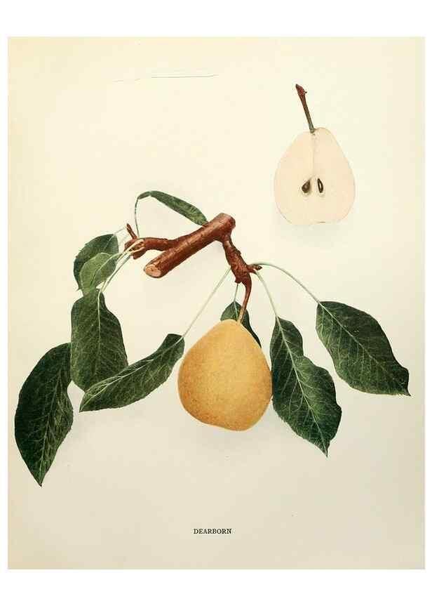 Reproducción/Reproduction 29837898690: The pears of New York.. Albany,Lyon,1921.