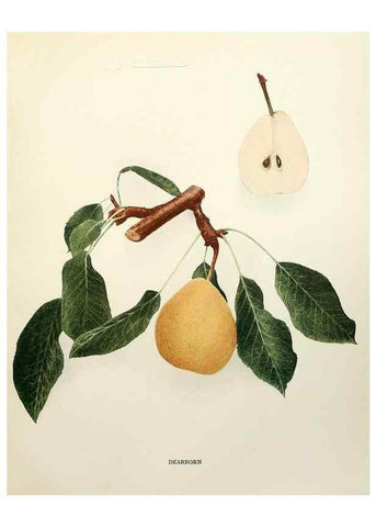 Reproducción/Reproduction 29837898690: The pears of New York.. Albany,Lyon,1921.
