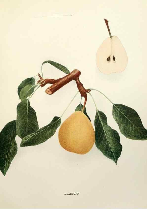 Reproducción/Reproduction 29837898690: The pears of New York.. Albany,Lyon,1921.