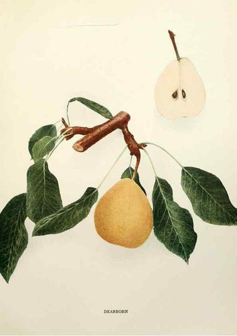 Reproducción/Reproduction 29837898690: The pears of New York.. Albany,Lyon,1921.