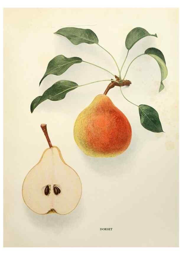 Reproducción/Reproduction 30133212285: The pears of New York.. Albany,Lyon,1921.