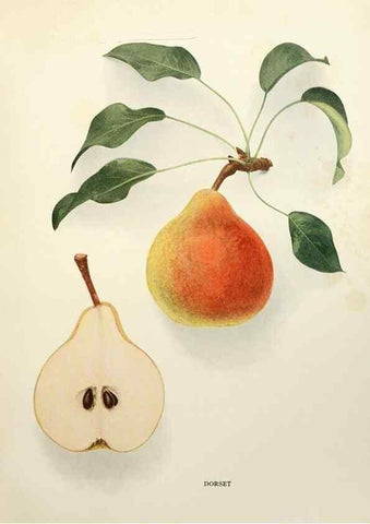 Reproducción/Reproduction 30133212285: The pears of New York.. Albany,Lyon,1921.