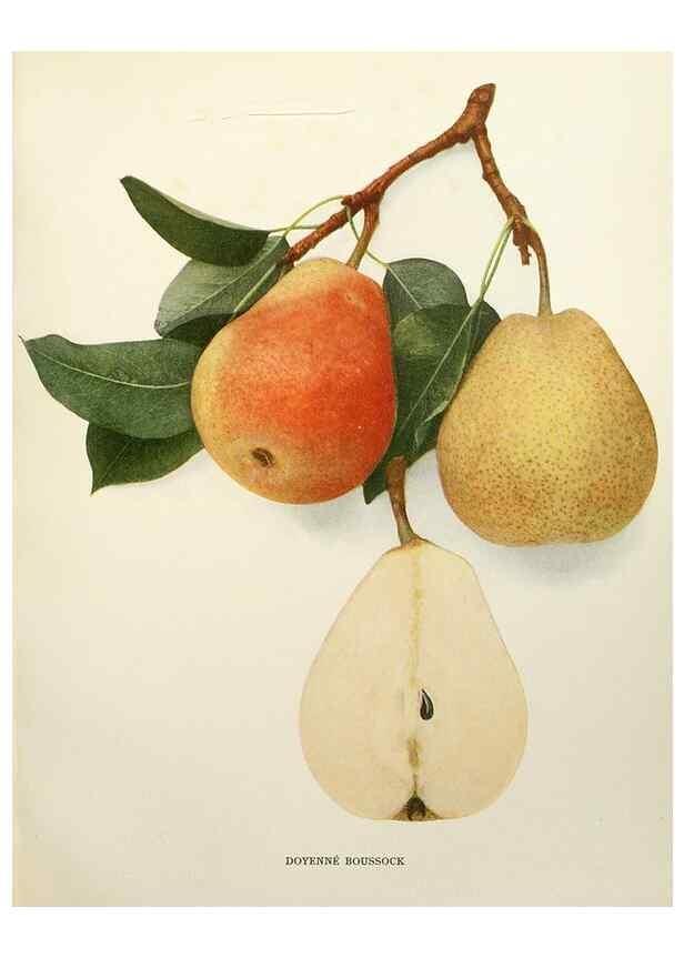 Reproducción/Reproduction 29837905940: The pears of New York.. Albany,Lyon,1921.