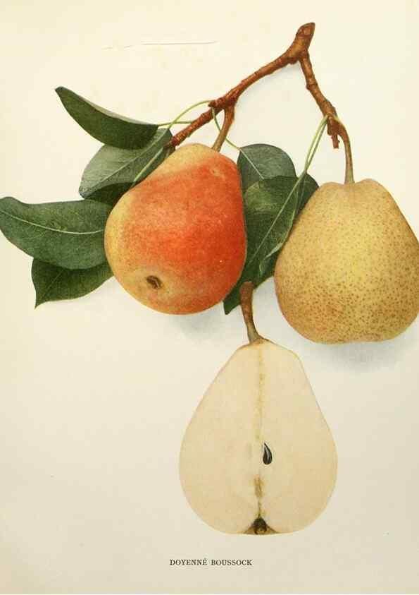 Reproducción/Reproduction 29837905940: The pears of New York.. Albany,Lyon,1921.