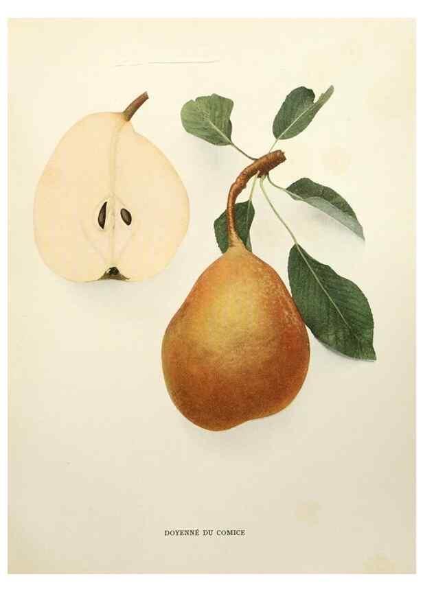 Reproducción/Reproduction 29837909190: The pears of New York.. Albany,Lyon,1921.