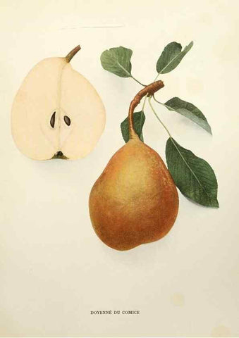 Reproducción/Reproduction 29837909190: The pears of New York.. Albany,Lyon,1921.