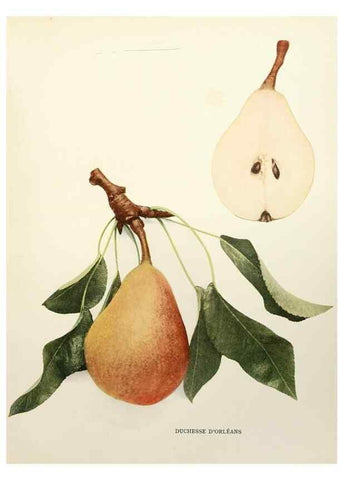 Reproducción/Reproduction 30098326436: The pears of New York.. Albany,Lyon,1921.