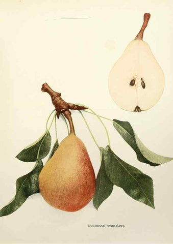 Reproducción/Reproduction 30098326436: The pears of New York.. Albany,Lyon,1921.