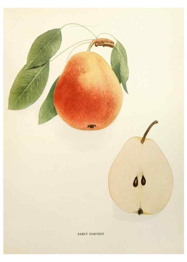 Reproducción/Reproduction 30133224735: The pears of New York.. Albany,Lyon,1921.