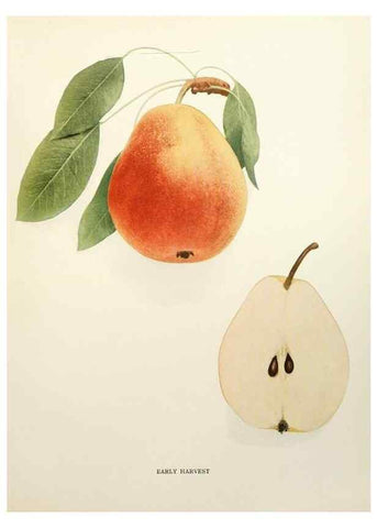Reproducción/Reproduction 30133224735: The pears of New York.. Albany,Lyon,1921.