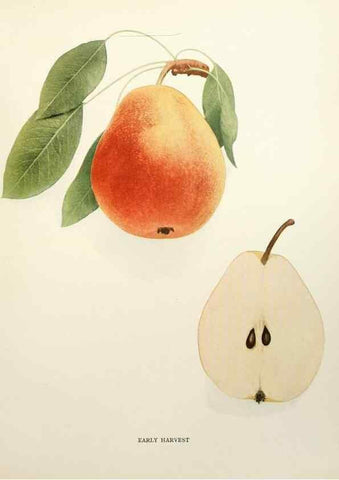 Reproducción/Reproduction 30133224735: The pears of New York.. Albany,Lyon,1921.