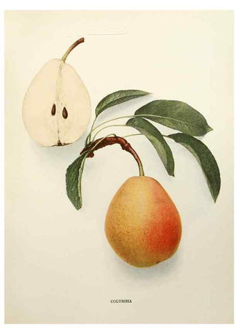 Reproducción/Reproduction 30018742282: The pears of New York.. Albany,Lyon,1921.