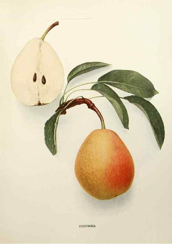 Reproducción/Reproduction 30018742282: The pears of New York.. Albany,Lyon,1921.